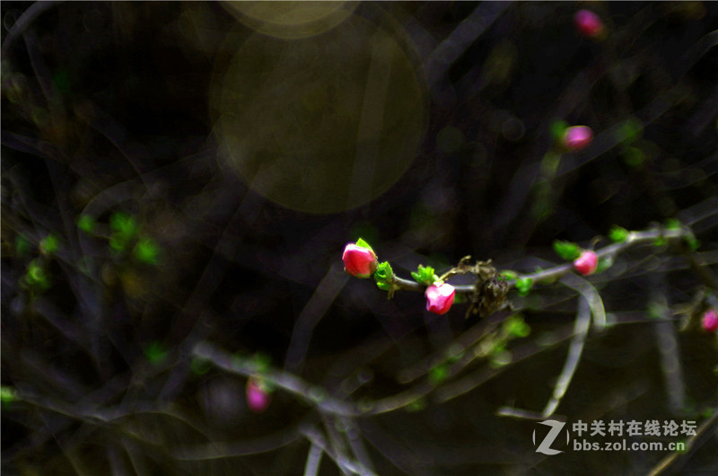 海鸥24 2.8老头随手拍 有德味吗?