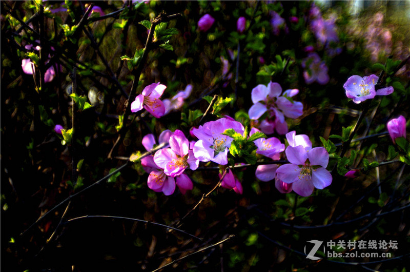 海鸥24 2.8老头随手拍 有德味吗?