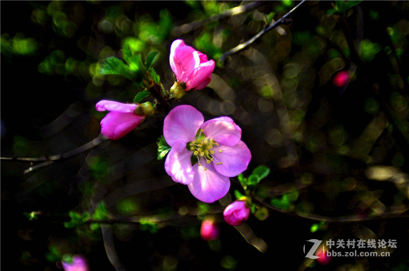海鸥24 2.8老头随手拍 有德味吗?