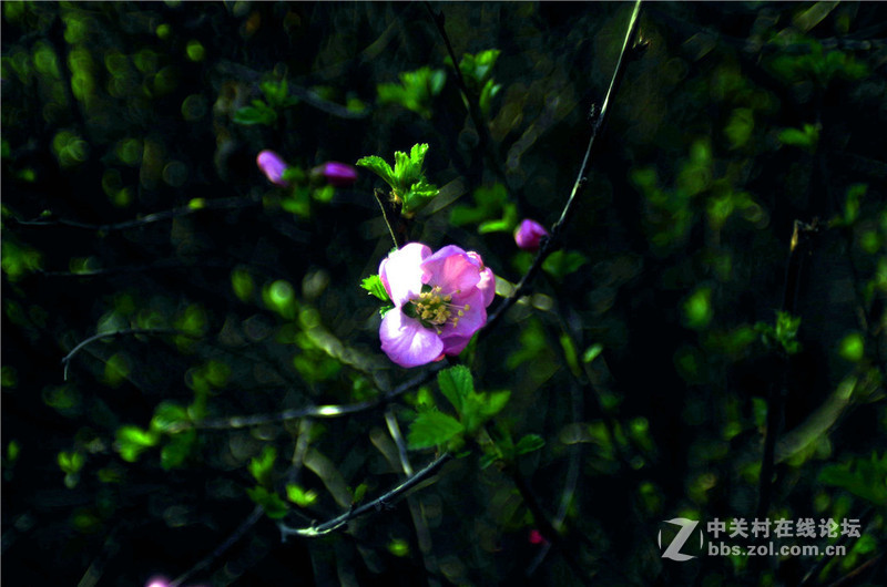 海鸥24 2.8老头随手拍 有德味吗?