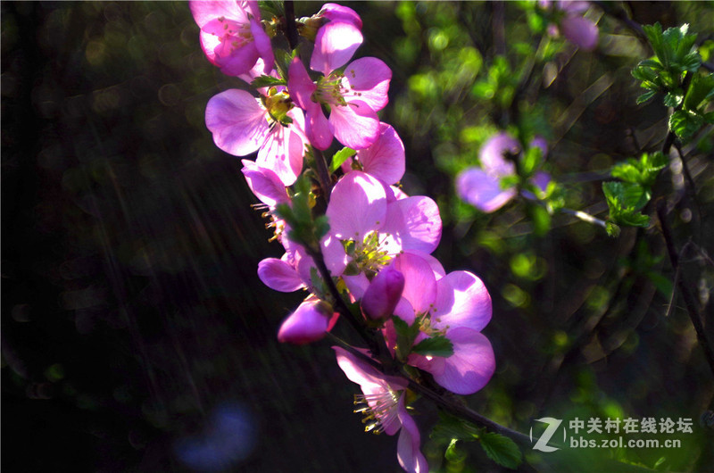 海鸥24 2.8老头随手拍 有德味吗?