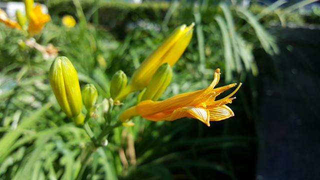 苹果iPhone6s VS 星空体育平台S6 edge+：拍照谁更强?