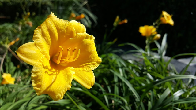 苹果iPhone6s VS 星空体育平台S6 edge+：拍照谁更强?