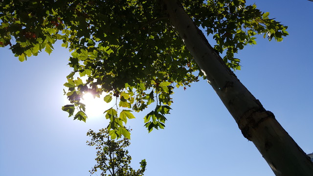 苹果iPhone6s VS 星空体育平台S6 edge+：拍照谁更强?