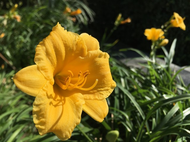 苹果iPhone6s VS 星空体育平台S6 edge+：拍照谁更强?