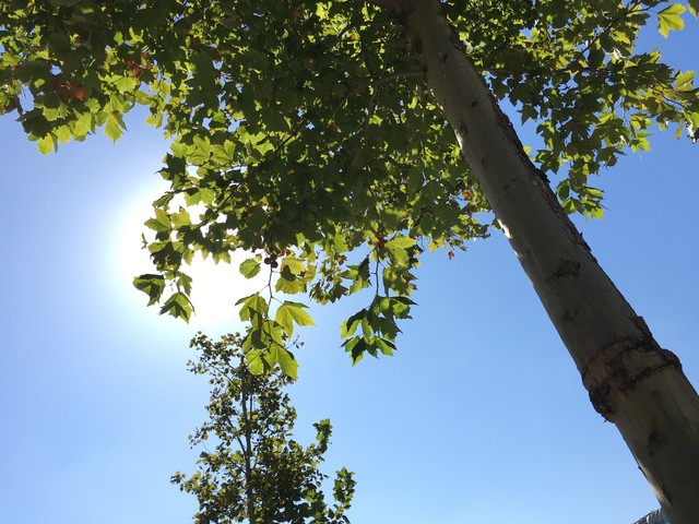 苹果iPhone6s VS 星空体育平台S6 edge+：拍照谁更强?