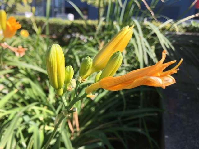 苹果iPhone6s VS 星空体育平台S6 edge+：拍照谁更强?