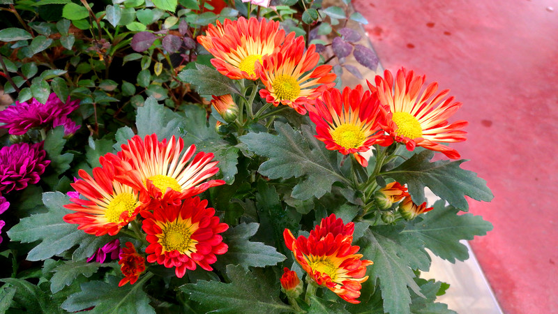 魅特8拍照还凑合