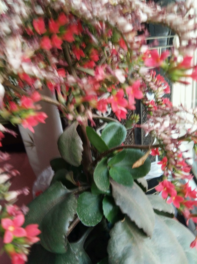 帮忙，这花谁认识，什么花？