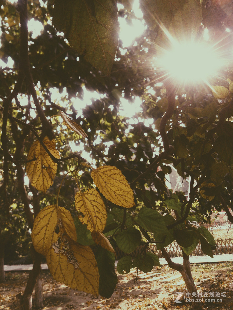 10月北京。已入秋......