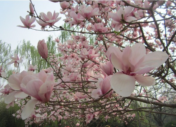 繁花盛开，春色无边。