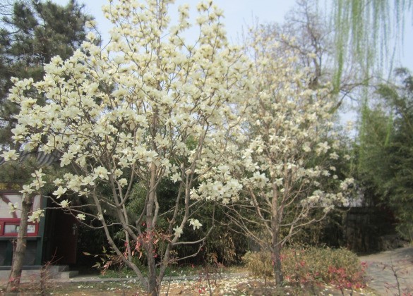 繁花盛开，春色无边。