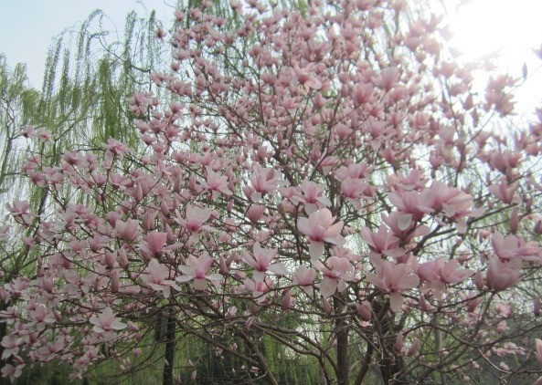 繁花盛开，春色无边。