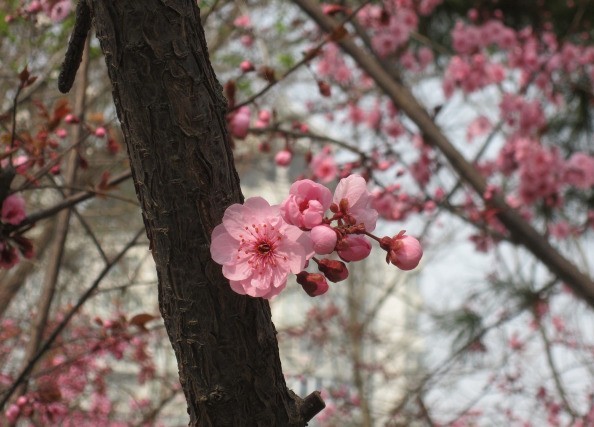 繁花盛开，春色无边。