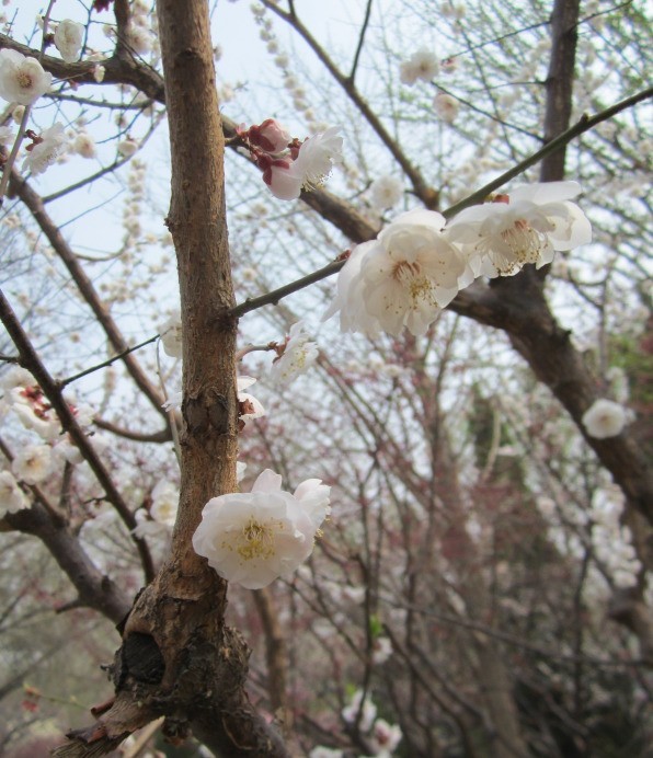 繁花盛开，春色无边。