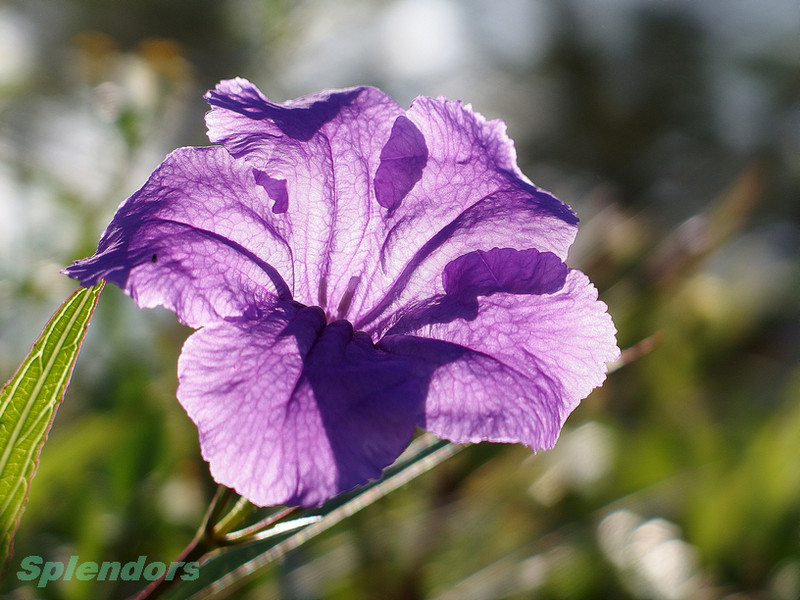 重阳健康齐步走，花草篇，
