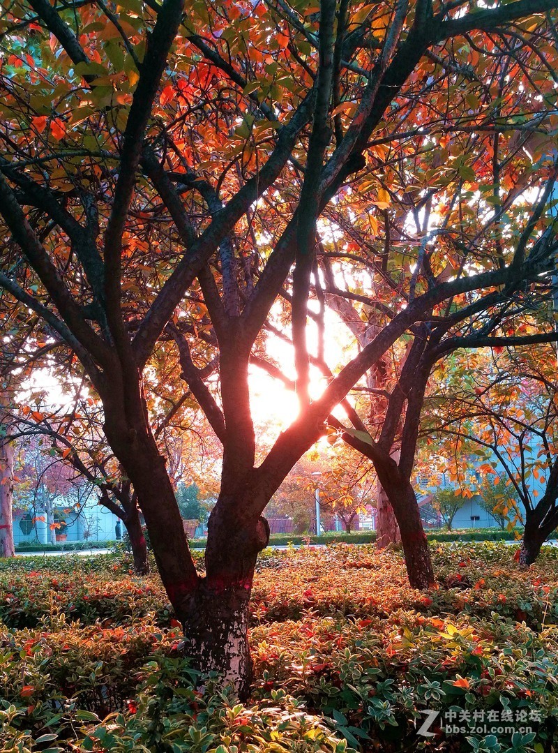 手机拍摄，美丽 校园