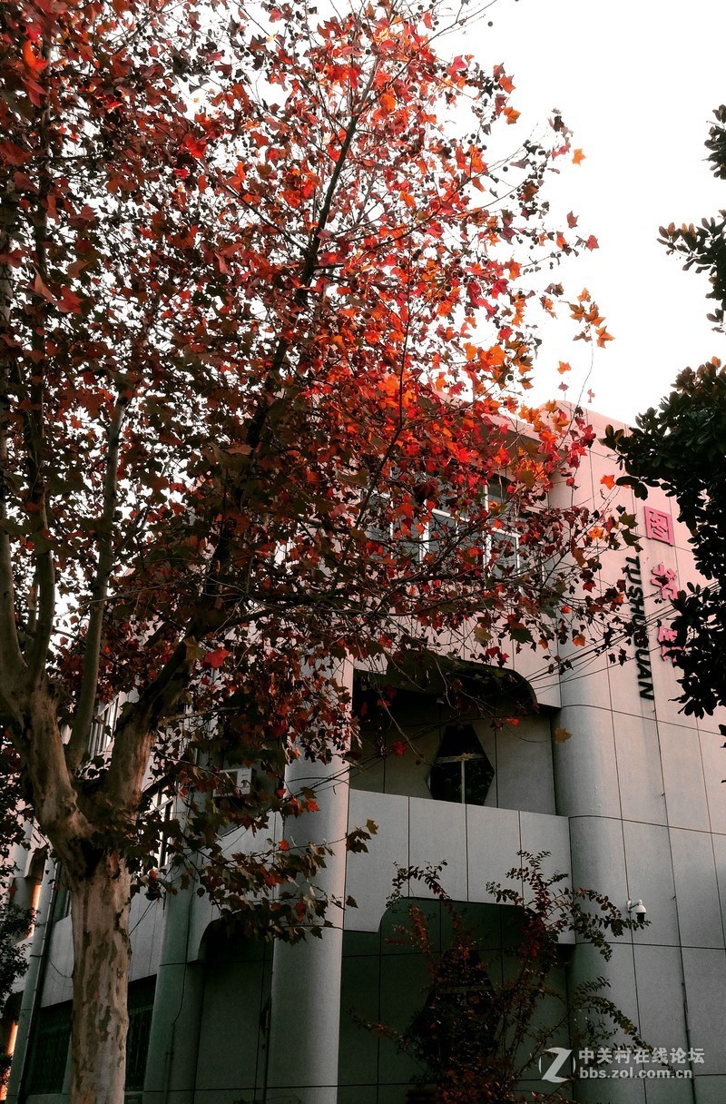 手机拍摄，美丽 校园