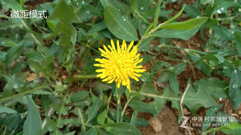 #轻易不说完美# 魅族PRO6专项测评(一)——【PRO6/iPhoneSE/iPhone6s】相机PK战