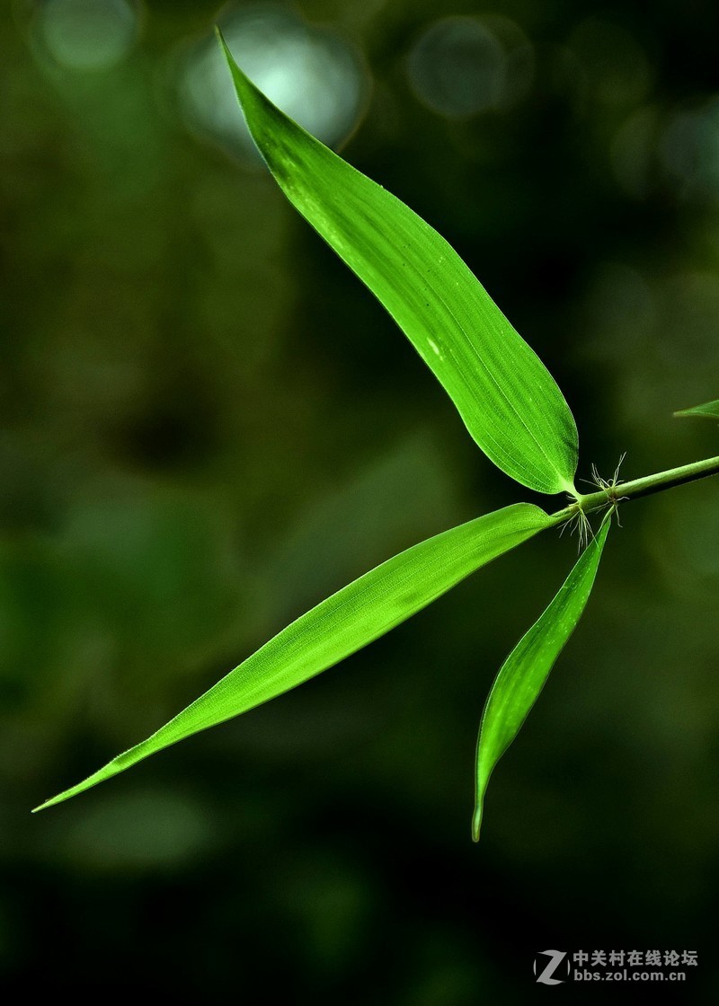 夏日炎炎 青青竹叶-中关村在线摄影论坛