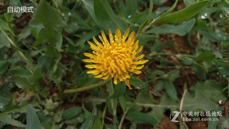 #轻易不说完美# 魅族PRO6专项测评(一)——【PRO6/iPhoneSE/iPhone6s】相机PK战