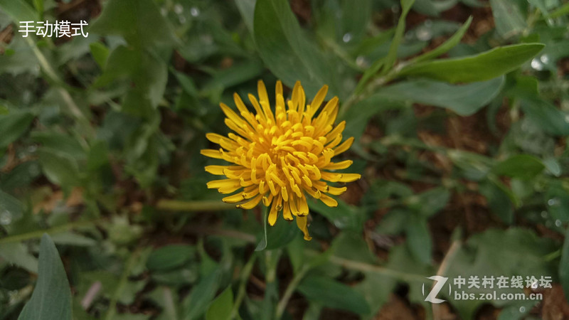 #轻易不说完美# 魅族PRO6专项测评(一)——【PRO6/iPhoneSE/iPhone6s】相机PK战