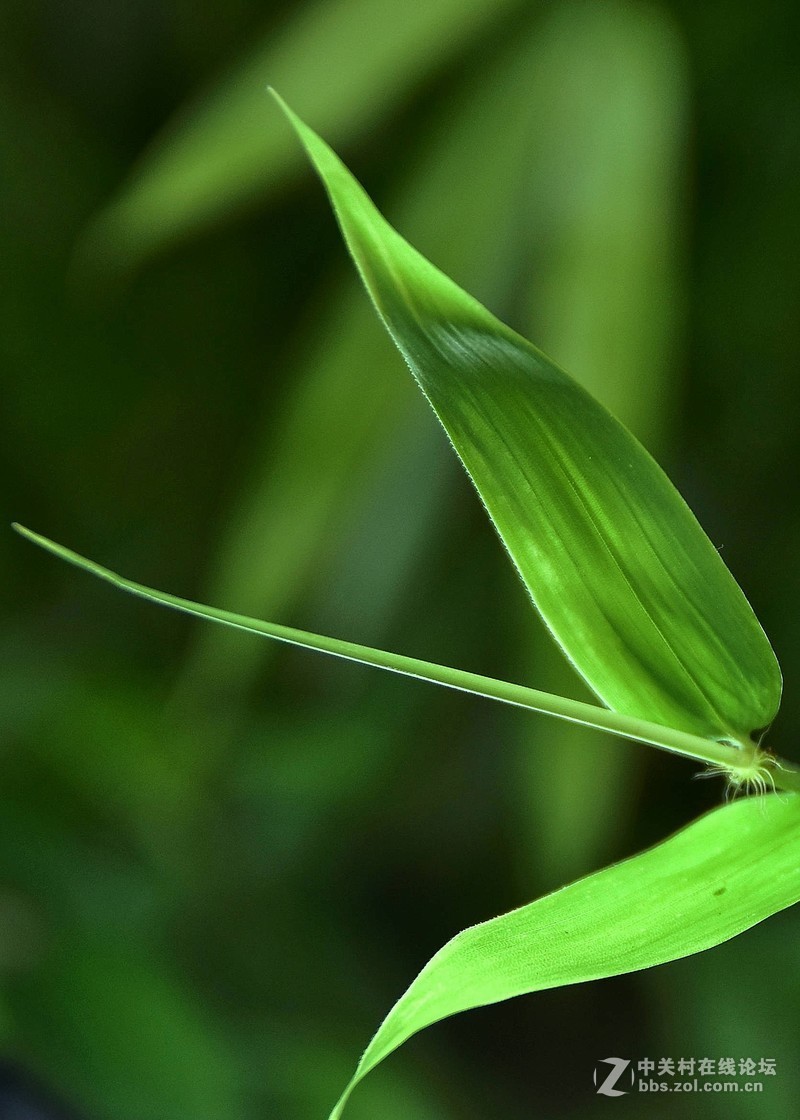 夏日炎炎 青青竹叶-中关村在线摄影论坛