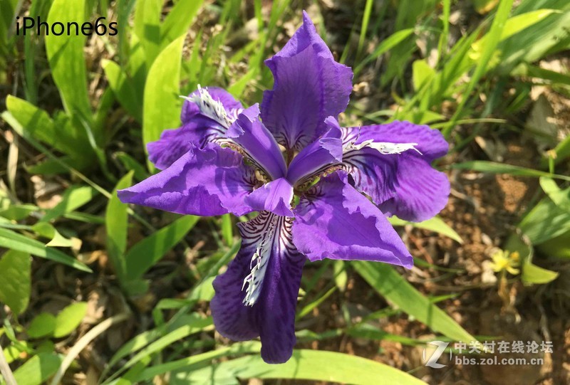 #轻易不说完美# 魅族PRO6专项测评(一)——【PRO6/iPhoneSE/iPhone6s】相机PK战