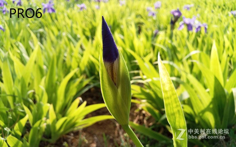 #轻易不说完美# 魅族PRO6专项测评(一)——【PRO6/iPhoneSE/iPhone6s】相机PK战