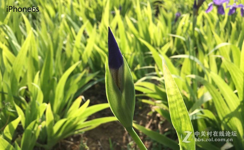 #轻易不说完美# 魅族PRO6专项测评(一)——【PRO6/iPhoneSE/iPhone6s】相机PK战