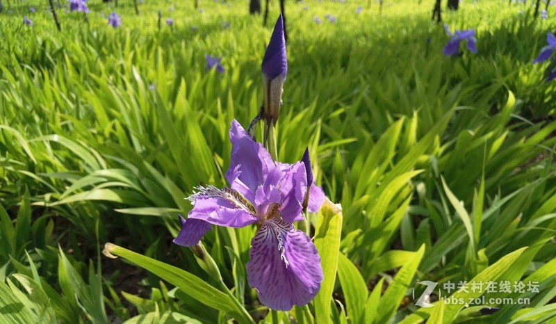 #轻易不说完美# 魅族PRO6专项测评(一)——【PRO6/iPhoneSE/iPhone6s】相机PK战