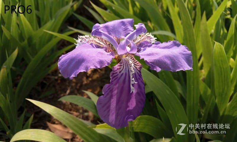 #轻易不说完美# 魅族PRO6专项测评(一)——【PRO6/iPhoneSE/iPhone6s】相机PK战