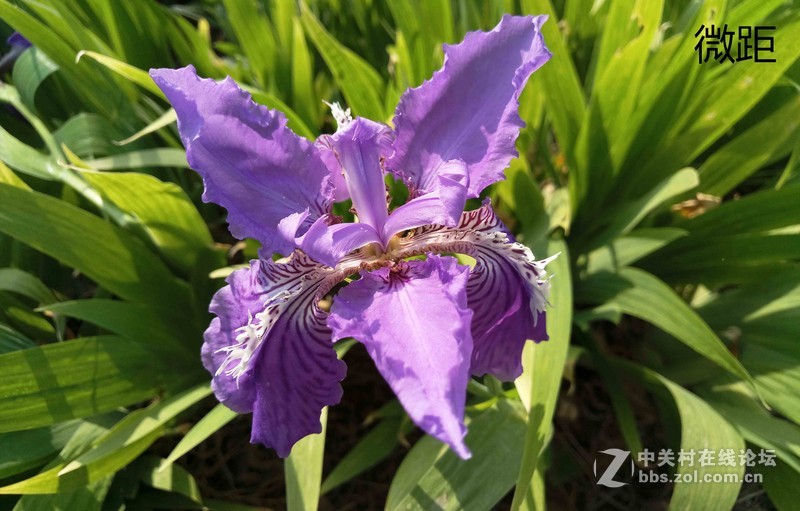 #轻易不说完美# 魅族PRO6专项测评(一)——【PRO6/iPhoneSE/iPhone6s】相机PK战