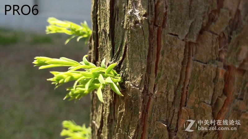 #轻易不说完美# 魅族PRO6专项测评(一)——【PRO6/iPhoneSE/iPhone6s】相机PK战