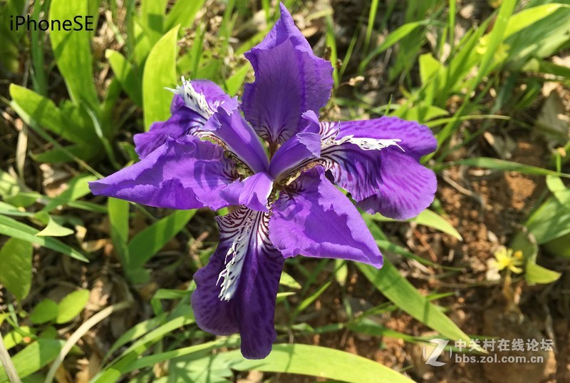 #轻易不说完美# 魅族PRO6专项测评(一)——【PRO6/iPhoneSE/iPhone6s】相机PK战