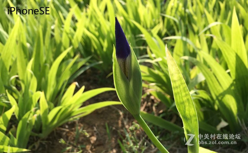 #轻易不说完美# 魅族PRO6专项测评(一)——【PRO6/iPhoneSE/iPhone6s】相机PK战