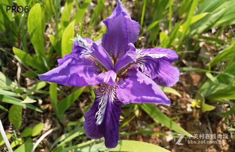 #轻易不说完美# 魅族PRO6专项测评(一)——【PRO6/iPhoneSE/iPhone6s】相机PK战