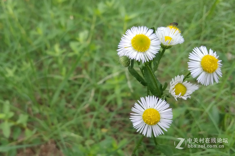【荣耀畅玩6A试用】流畅+颜值 实力并存 对却不贵