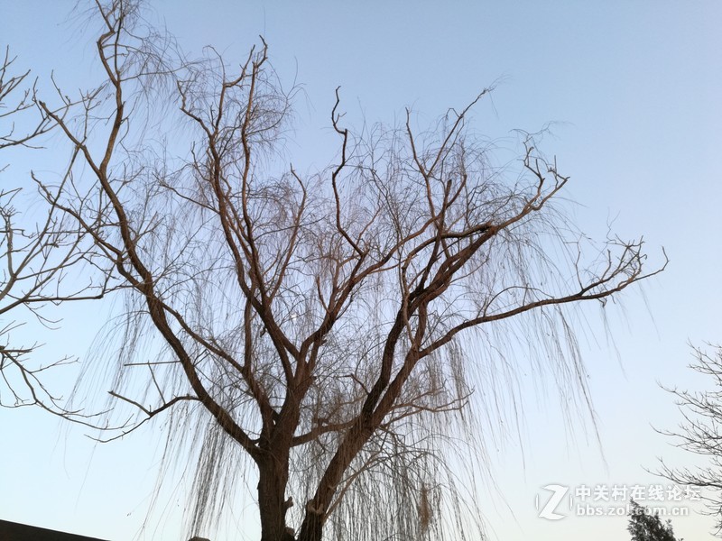 mate 8 PK 6s plus 拍照能力