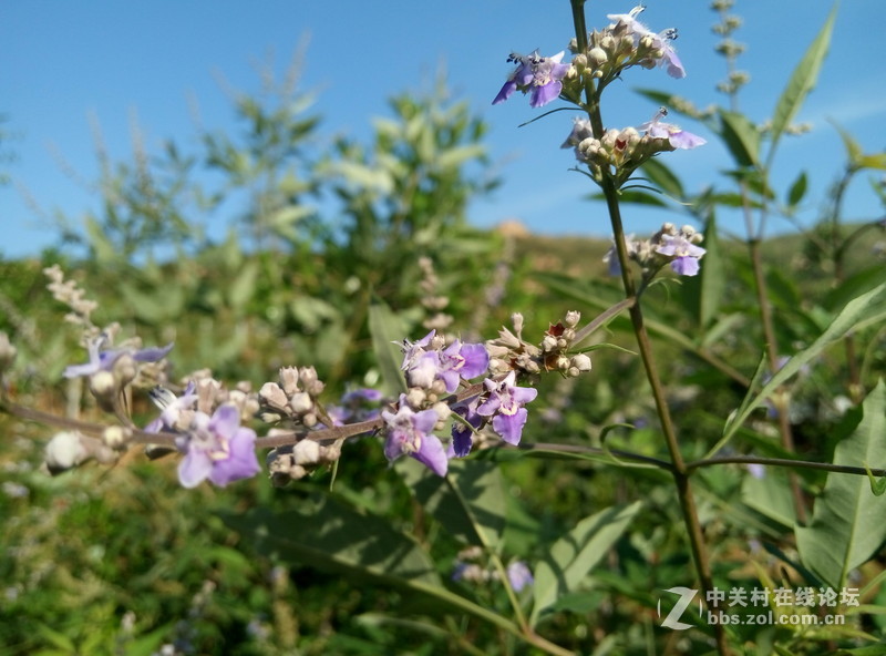 魅蓝2拍照体验  原图