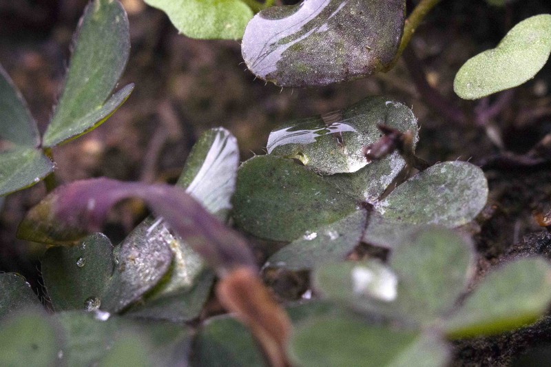 60D告别帖，前段用微距镜拍了几张相片，这几天用近摄圈补拍几张，给大家参考一下。