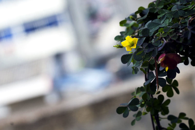 60D告别帖，前段用微距镜拍了几张相片，这几天用近摄圈补拍几张，给大家参考一下。