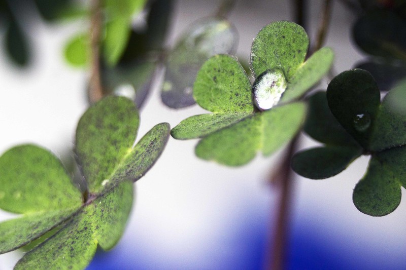 60D告别帖，前段用微距镜拍了几张相片，这几天用近摄圈补拍几张，给大家参考一下。