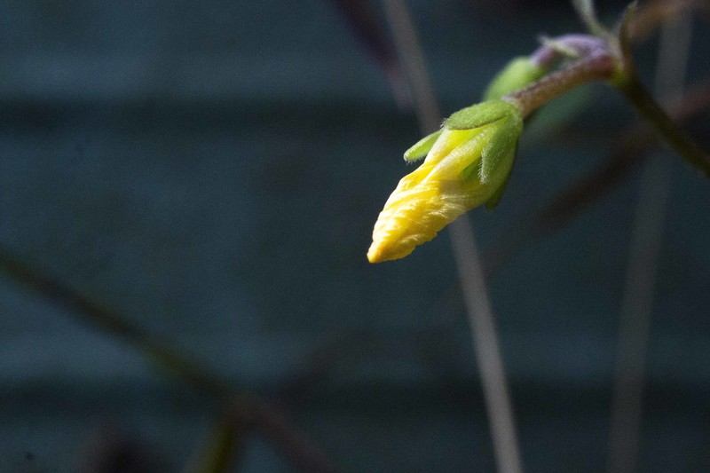 60D告别帖，前段用微距镜拍了几张相片，这几天用近摄圈补拍几张，给大家参考一下。