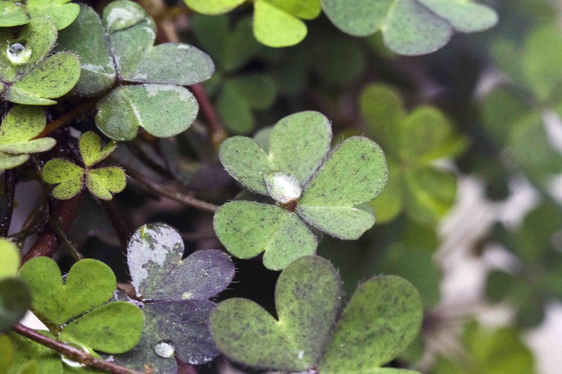 60D告别帖，前段用微距镜拍了几张相片，这几天用近摄圈补拍几张，给大家参考一下。