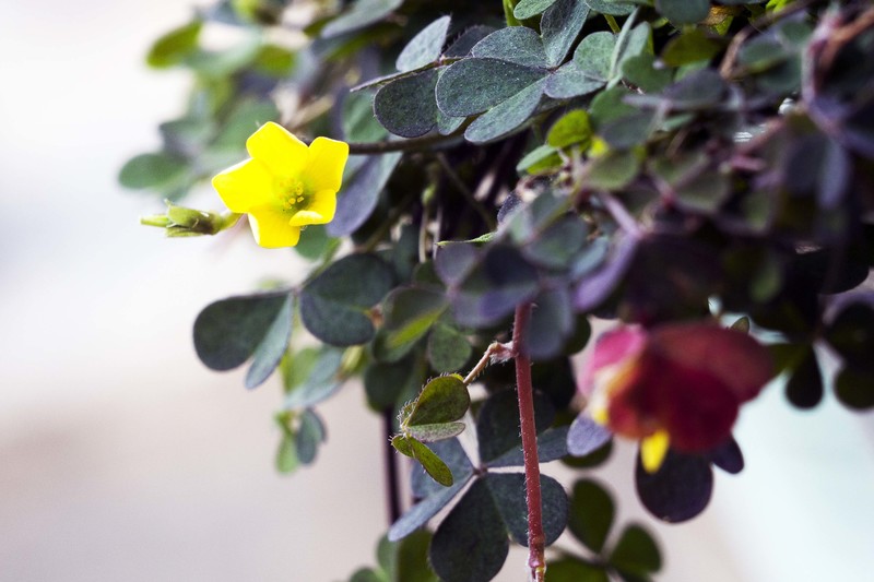 60D告别帖，前段用微距镜拍了几张相片，这几天用近摄圈补拍几张，给大家参考一下。