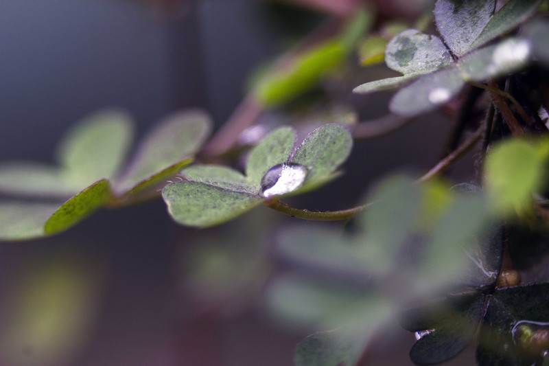60D告别帖，前段用微距镜拍了几张相片，这几天用近摄圈补拍几张，给大家参考一下。