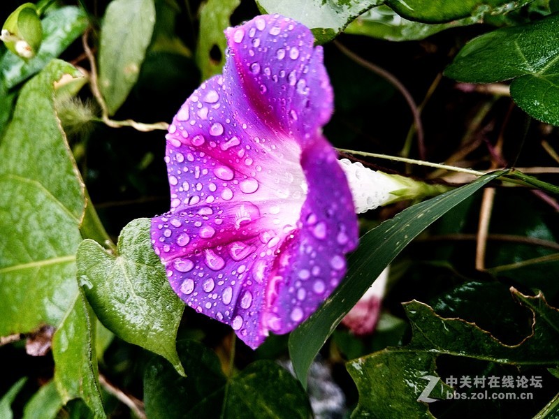 发几张牵牛花