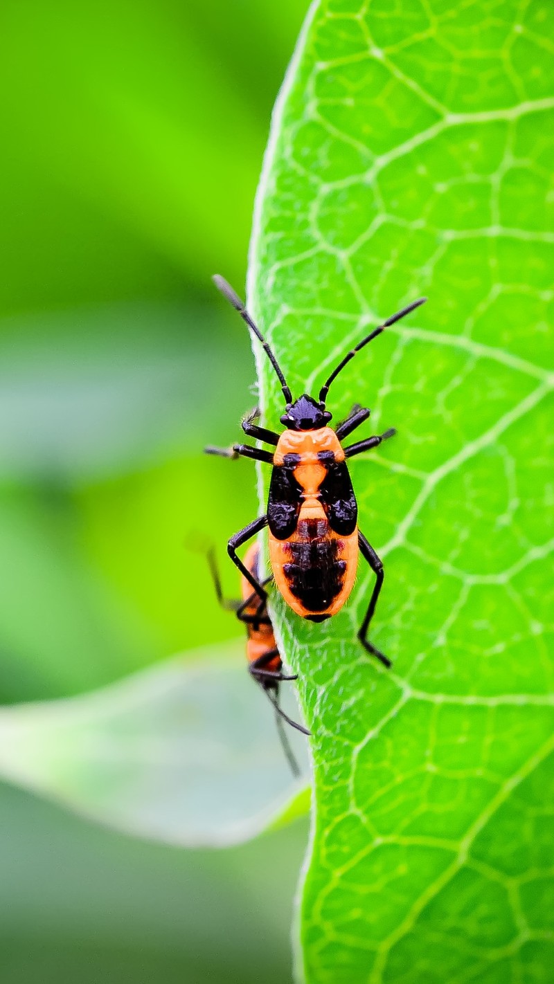 一组小虫d710090mm