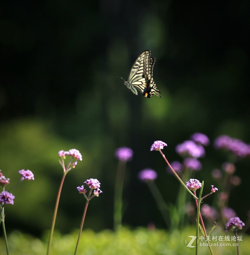 蝴蝶花上舞摄者日下忙